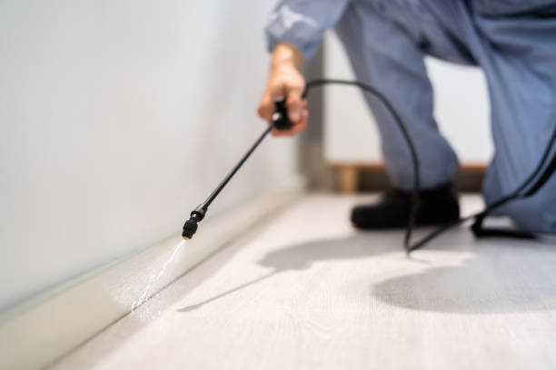 Licensed Ant Control service in Wauregan, CT - Show Me Pest Control